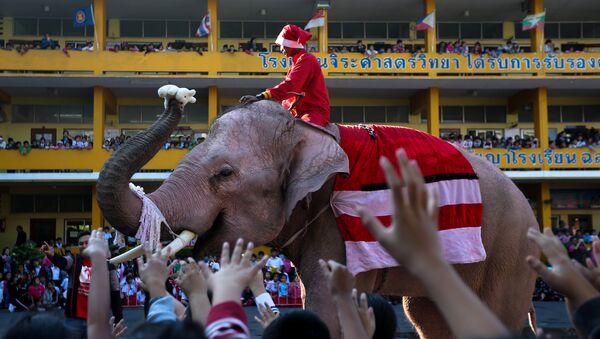 أفيال ترتدي زي بابا نويل في تايلاند، الجمعة 22 ديسمبر/ كانون الأول 2017 - سبوتنيك عربي