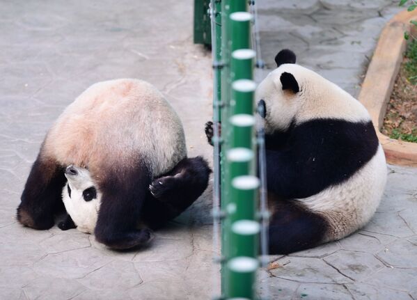 باندا تلعب في حديقة الحيوانات في شنيانغ، الصين 20 ديسمبر/ كانون الأول 2017 - سبوتنيك عربي