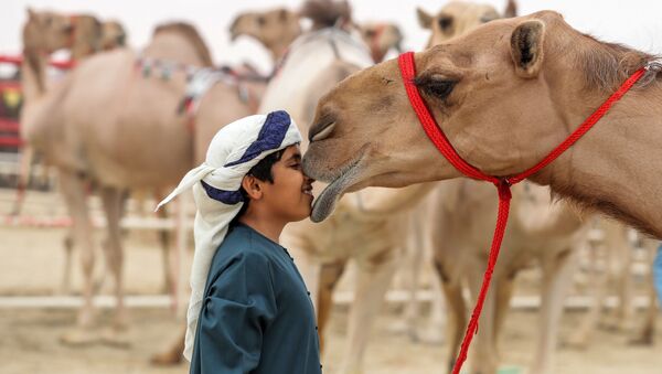مهرجان الظفرة للإبل في أبو ظبي، الإمارات المتحدة، 23 ديسمبر/ كانون الأول 2017 - سبوتنيك عربي