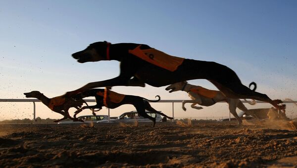 كلاب السلوقي خلال الظفرة للإبل في أبو ظبي، الإمارات المتحدة، 23 ديسمبر/ كانون الأول 2017 - سبوتنيك عربي