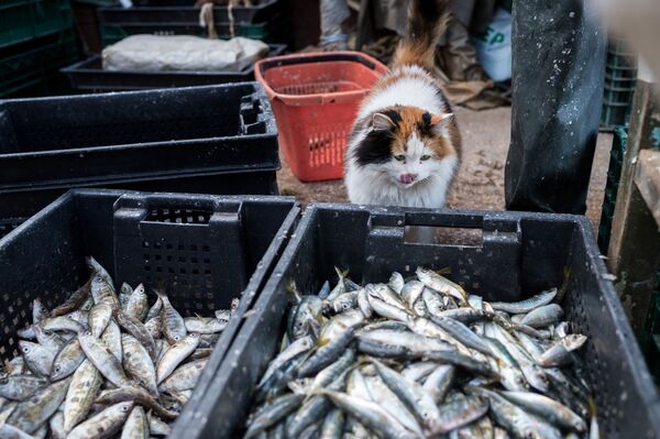 القط والأسماك في سيفاستوبل، القرم، روسيا - سبوتنيك عربي