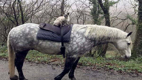 حصان يحمل قطا - سبوتنيك عربي