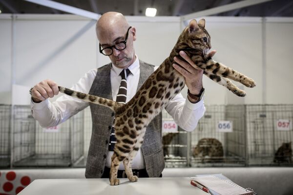 تقييم القط البنغالي خلال عرض باريس السنوي للقطط في باريس، فرنسا 14 يناير/ كانون الثاني 2018 - سبوتنيك عربي
