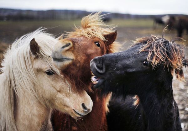ثلاثة خيول آيسلندية في فرتهايم، ألمانيا 16 يناير/ ألمانيا 2018 - سبوتنيك عربي