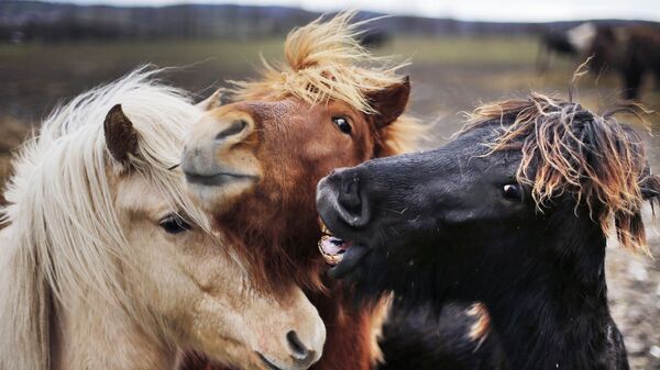 ثلاثة خيول آيسلندية في فرتهايم، ألمانيا 16 يناير/ ألمانيا 2018 - سبوتنيك عربي