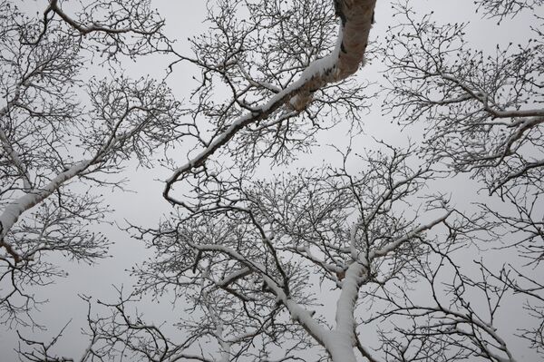 ثلج يغطي أشجار منطقة ساراتوفسكي كوردون في محمية الكوريل الطبيعية - سبوتنيك عربي