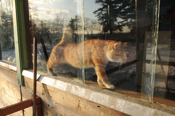 قط في منطقة فيلاتوفسكي كوردون في محمية الكوريل الطبيعية - سبوتنيك عربي