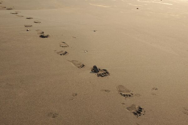 آثار دب الكوريل على شاطئ جزيرة كوناشير بالمحمية الطبيعية - سبوتنيك عربي