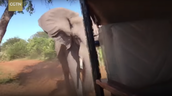 فيل غاضب يهاجم سيارة مع السياح - سبوتنيك عربي