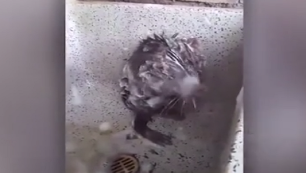 فأر يستحم ويغسل جسده بالصابون - سبوتنيك عربي