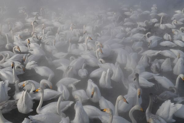 البجع خلال قضاء فصل الشتاء في بحيرة البجع، وتقع على أراضي المحمية الطبيعية ليبيديني في منطقة ألتايسك، روسيا - سبوتنيك عربي