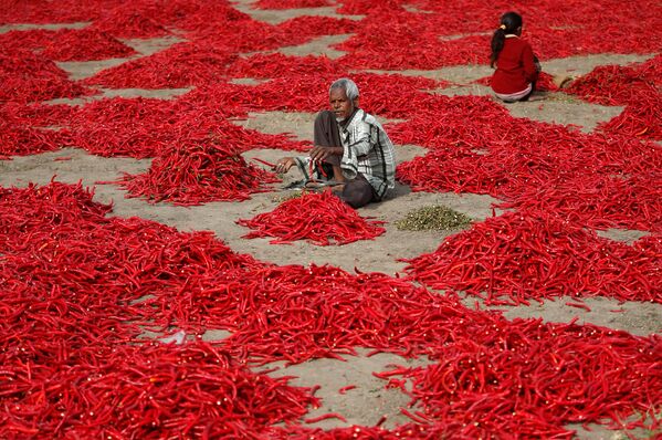 موسم حصاد الفلفل الأحمر الحار في شيرتا في ضواحي أحمد آباد، الهند 5 فبراير/ شباط 2018 - سبوتنيك عربي