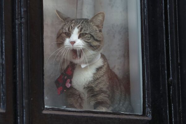 القط جيمس يطل من نافذة سفارة إكوادور، حيث يقيم مؤسس ويكيليكس جوليان أسانج، في لندن، بريطانيا 6 فبراير/ شياط 2018 - سبوتنيك عربي