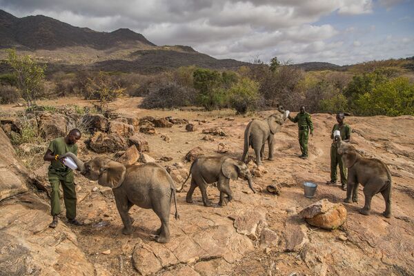 مسابقة صور الصحافة العالمية لعام 2018 - صورة بعنوان المحاربون الذين كانوا يخشون الفيلة يوما، أصبحوا الآن يحمونها للمصورة آمي فيتاليه، في فئة التصوير أخبار الطبيعة - سبوتنيك عربي