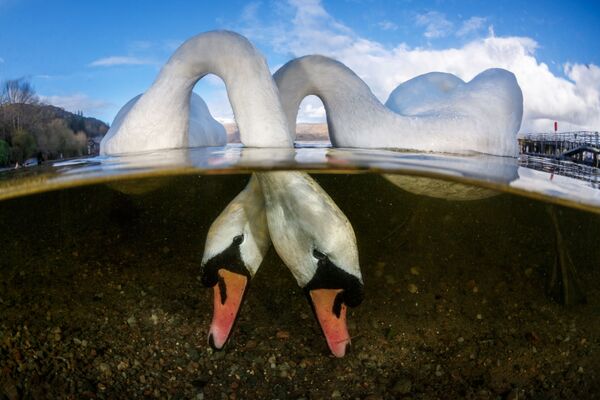 مسابقة التصوير تحت الماء لعام 2018 - صورة فائزة في Love Birds للمصور البريطاني غرانت توماس، في فئة  British Waters - سبوتنيك عربي