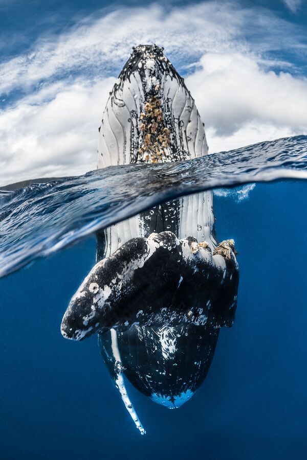 مسابقة التصوير تحت الماء لعام 2018 - صورة في المرتبة الأولى Humpback whale spy hopping للمصور الفرنسي غريغ لوكور، في فئة  Wide Angle - سبوتنيك عربي