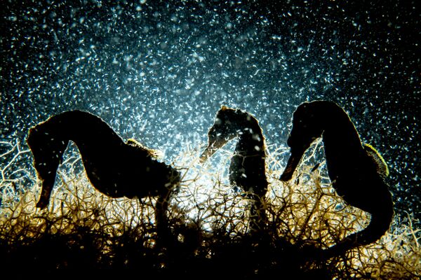 مسابقة التصوير تحت الماء لعام 2018 - صورة في المرتبة الأولى Seahorse Density للمصور الكندي شاين غروس، في فئة  Macro - سبوتنيك عربي