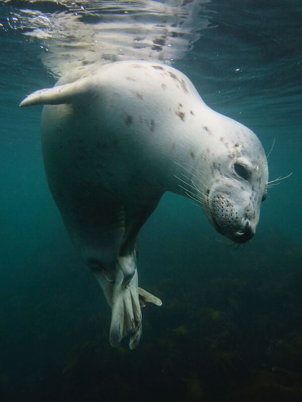 مسابقة التصوير تحت الماء لعام 2018 - صورة في المرتبة الأولى Scratchy Seal للمصور البريطاني فيكي باينتر، في فئة  British Waters Compact - سبوتنيك عربي