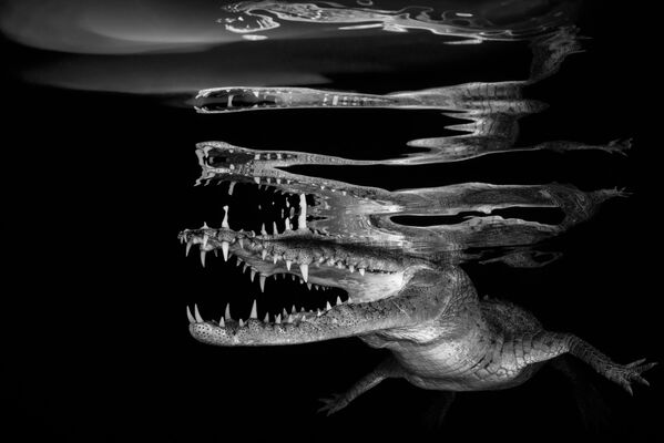 مسابقة التصوير تحت الماء لعام 2018 - صورة في المرتبة الأولى Crocodile reflections للمصور السلوفيني بورات فورلان، في فئة  Black & White - سبوتنيك عربي