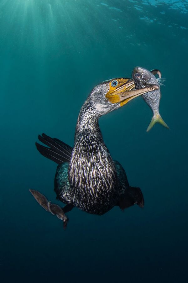 مسابقة التصوير تحت الماء لعام 2018 - صورة في المرتبة الأولى The Fisherman للمصور اللإيطالي فيليبو بورغي، في فئة  Behaviour  - سبوتنيك عربي