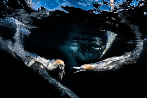 مسابقة التصوير تحت الماء لعام 2018 - صورة في المرتبة الثالثة Gannets feeding للمصور الفرنسي غريغ لوكور، في فئة  Behaviour  - سبوتنيك عربي