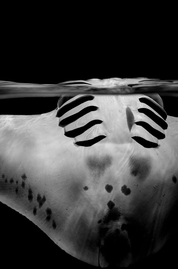 مسابقة التصوير تحت الماء لعام 2018 - صورة في المرتبة  الثانية Graceful manta للمصور السويسري سيلفي آير، في فئة  Black & White - سبوتنيك عربي