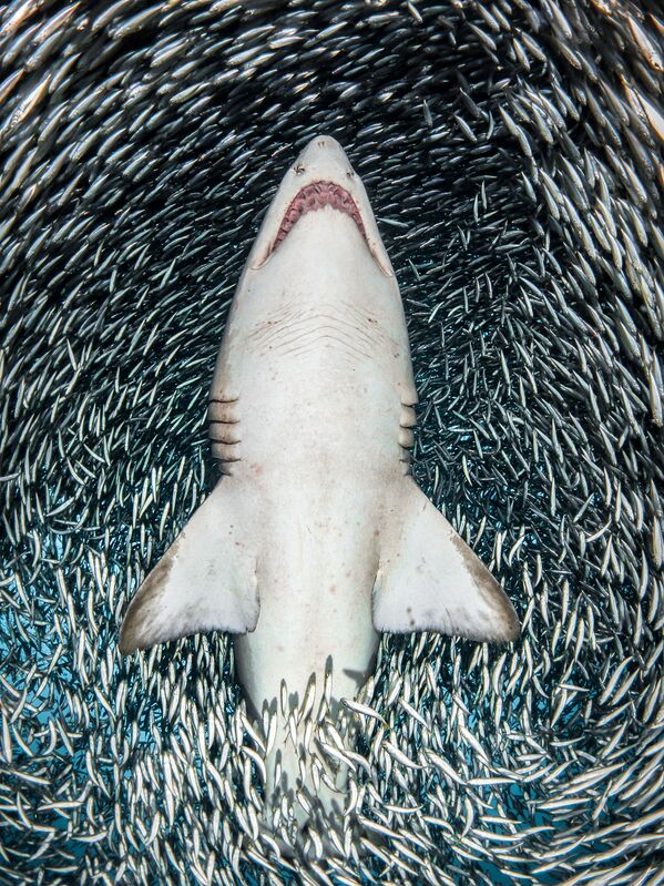 مسابقة التصوير تحت الماء لعام 2018 - صورة في المرتبة  الأولى A sand tiger shark surrounded by tiny bait fish للمصور الأمريكي تانيا هوبرمانز، في فئة  Portrait - سبوتنيك عربي