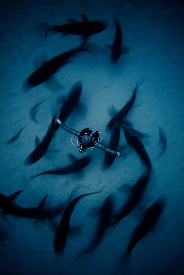 مسابقة التصوير تحت الماء لعام 2018 - صورة في المرتبة الثانية Surrounded  للمصور الصيني فان بينغ، في فئة Wide Angle - سبوتنيك عربي