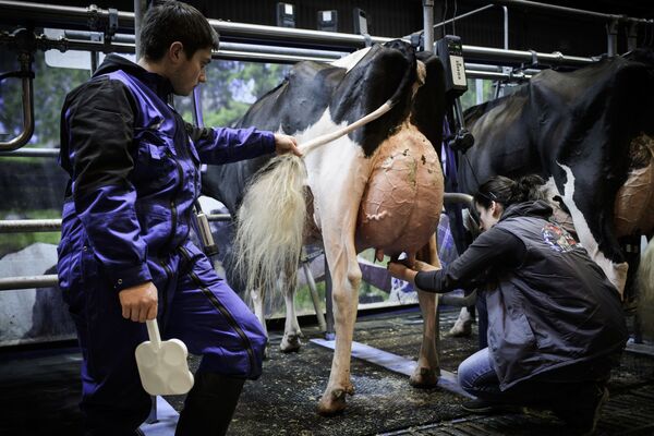 إعداد بقرة للحلب بنظام أوتوماتيكي في مزارع لتربية الأبقار في بورت-دي-فيرسال في باريس، فرنسا 26 فبراير/ شباط 2018 - سبوتنيك عربي