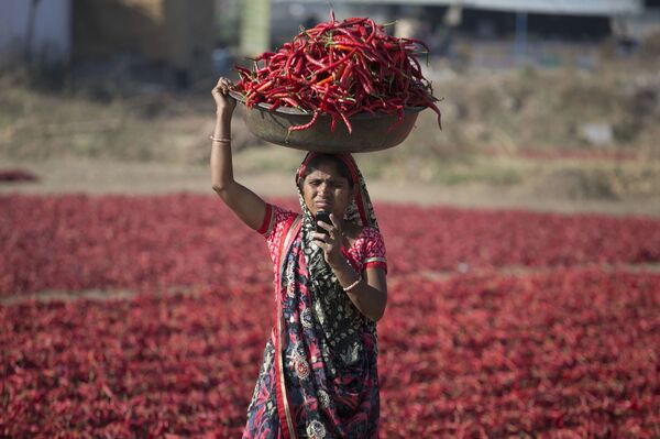 امرأة هندية تنظر إلى هاتفها النقال خلال حصاد الفلفل الأحمر الحار في غانديناغار، الهند 25 فبراير/ شباط 2018 - سبوتنيك عربي