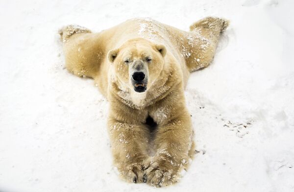 الدب القطبي يلعب بالثلج  في حديقة يوركشير في دونكاستر، شمال إنجلترا 28 فبراير/ شباط 2018 - سبوتنيك عربي