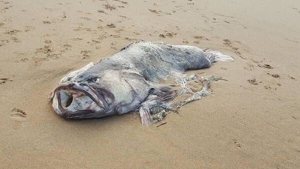 سمكة ضخمة على الشاطئ الأسترالي - سبوتنيك عربي