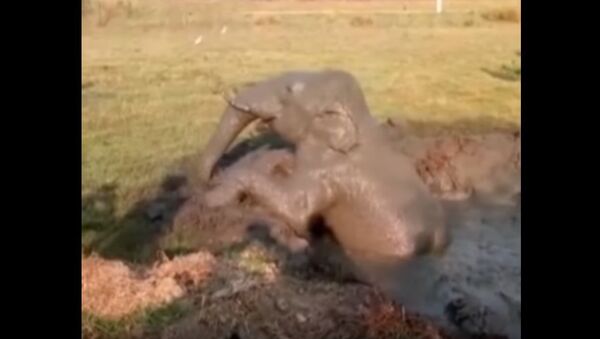India: Baby Elephant Rescued After Falling in Well - سبوتنيك عربي
