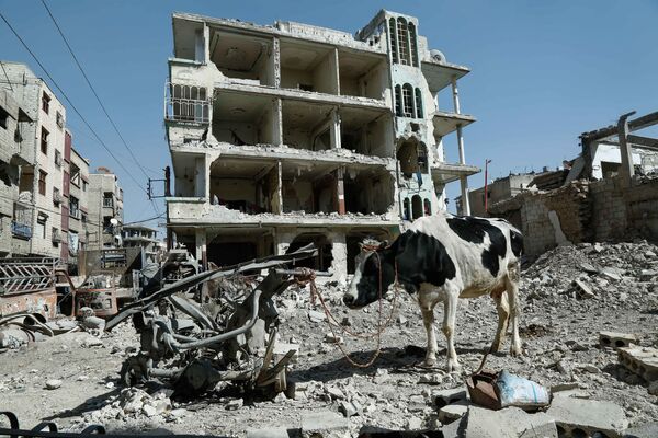 بقرة على خلفية ركام في دوما، الغوطة الشرقية، سوريا 12 مارس/ آذار 2018 - سبوتنيك عربي