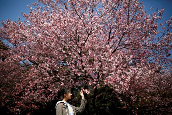 تفتح أزهار ساكورا (أزهار شجر الكرز في طوكيو، اليابان 14 مارس/ آذار 2018 - سبوتنيك عربي