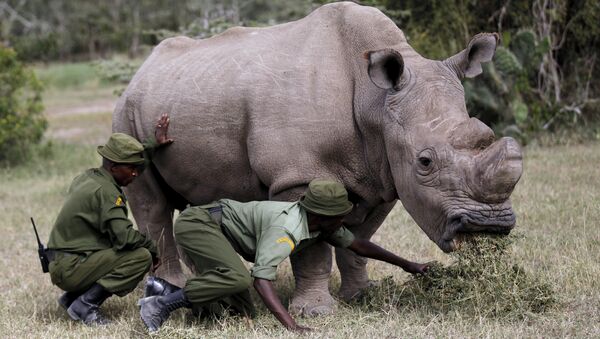 Wardens assist the last surviving male northern white rhino named 'Sudan' as it grazes at the Ol Pejeta Conservancy in Laikipia national park, Kenya - سبوتنيك عربي