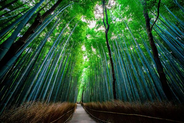 غابة الخيزران ساغانو في محافظة كيوتو، اليابان - سبوتنيك عربي