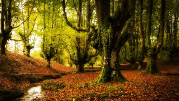 غابة أوتزاريتا، في إقليم الباسك، إسبانيا. وهي غابة ضبابية تحتوي على فروع أشجار منمقة. - سبوتنيك عربي