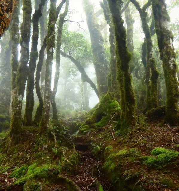غابة العفاريت في نيوزيلندا. غالبًا ما تتراكم جذوع الأشجار وفروعها بطبقة سميكة جدا من الطحالب والأشنات - سبوتنيك عربي