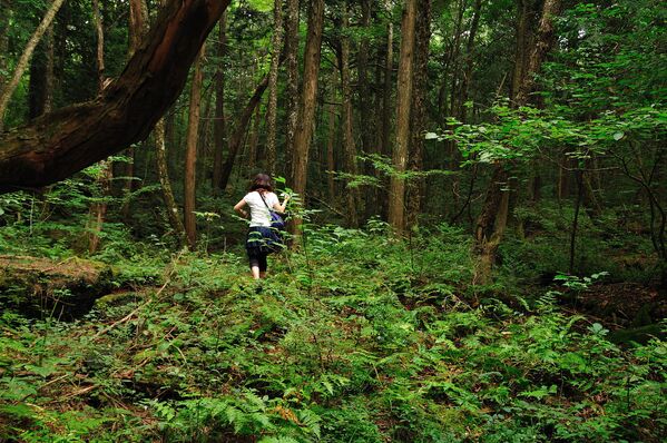 غابة أوكيغاهارا (سهل من الأشجار الخضراء) وغابة دزيوكاي (بحر من الأشجار) في شمال جبل فوجي، اليابان - سبوتنيك عربي