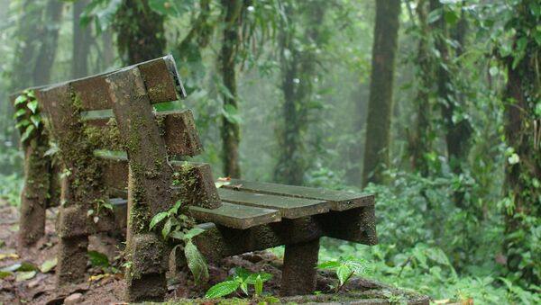 غابة مونتيفيردي في كوستا ريكا - تتميز بالغيوم الكثيفة المنخفضة جدا وغزارة الأمطار طوال الوقت تقريبا - سبوتنيك عربي