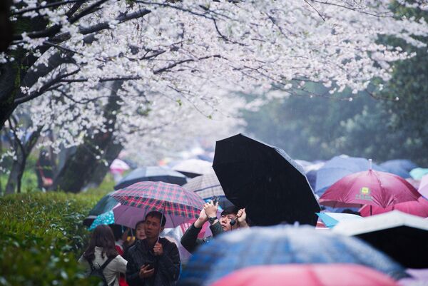 مواطنون يستمتعون بأشجار الكرز التي تفتحت أزهارها في حديقة جامعة ووهان، الصين 17 مارس/ آذار 2018 - سبوتنيك عربي