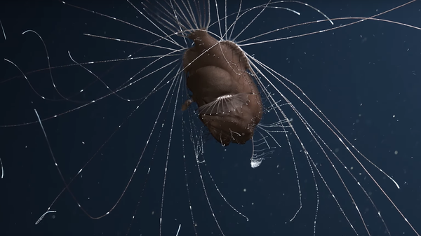 كائنات المحيط الأكثر غموضا - سبوتنيك عربي