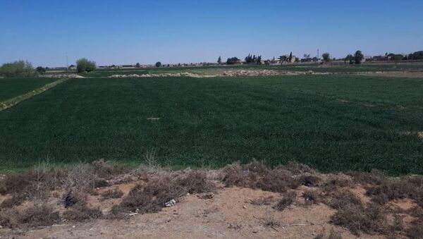 الزراعة في ريف دير الزور الغربي - سبوتنيك عربي