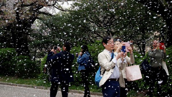 تفتح أزهار شجر الكرز في طوكيو، اليابان 2 أبريل/ نيسان 2018 - سبوتنيك عربي