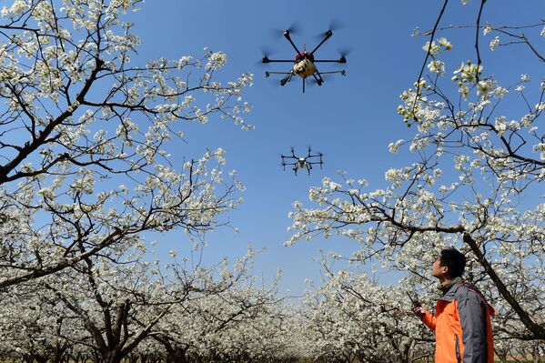 طائرة من دون طيار خلال عملية تلقيح الأزهار في مزرعة كمثرى في هانغتشو ، الصين 9 أبريل/ نيسان 2018 - سبوتنيك عربي