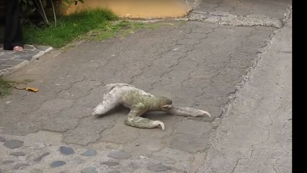حيوان الكسلان يمر أحد شوارع كوستاريكا - سبوتنيك عربي