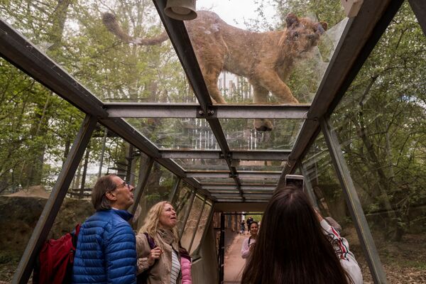 Посетители в прозрачном тоннеле рядом со львом на территории зоопарка и сафари-парка Туари в окрестностях Парижа, Франция - سبوتنيك عربي