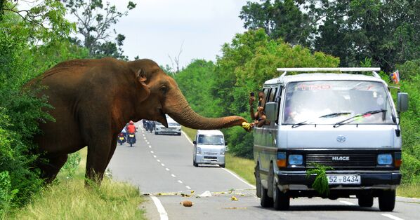 مارة على الطريق يتوقفون لإطعام فيلا في سريلانكا، 30 أبريل/ نيسان 2018 - سبوتنيك عربي