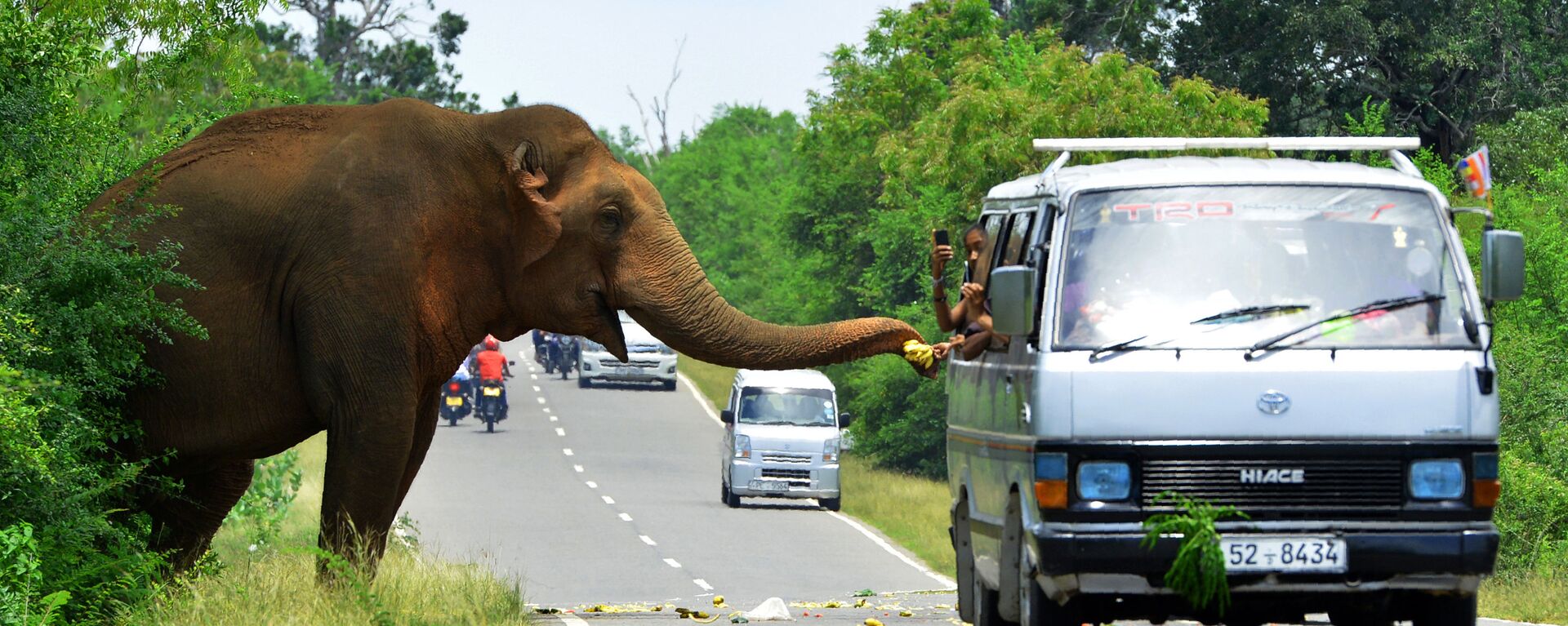 مارة على الطريق يتوقفون لإطعام فيلا في سريلانكا، 30 أبريل / نيسان 2018 - سبوتنيك عربي, 1920, 25.09.2021